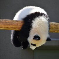 Pfostenbild
