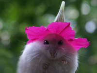 Pfostenbild