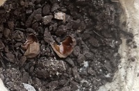 Pfostenbild