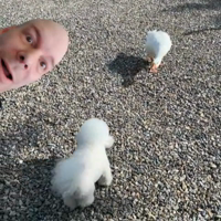 Pfostenbild