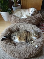 Pfostenbild