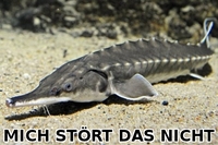Pfostenbild