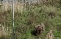 Pfostenbild