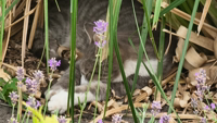 Pfostenbild