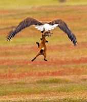 Pfostenbild