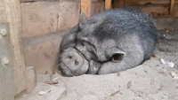 Pfostenbild